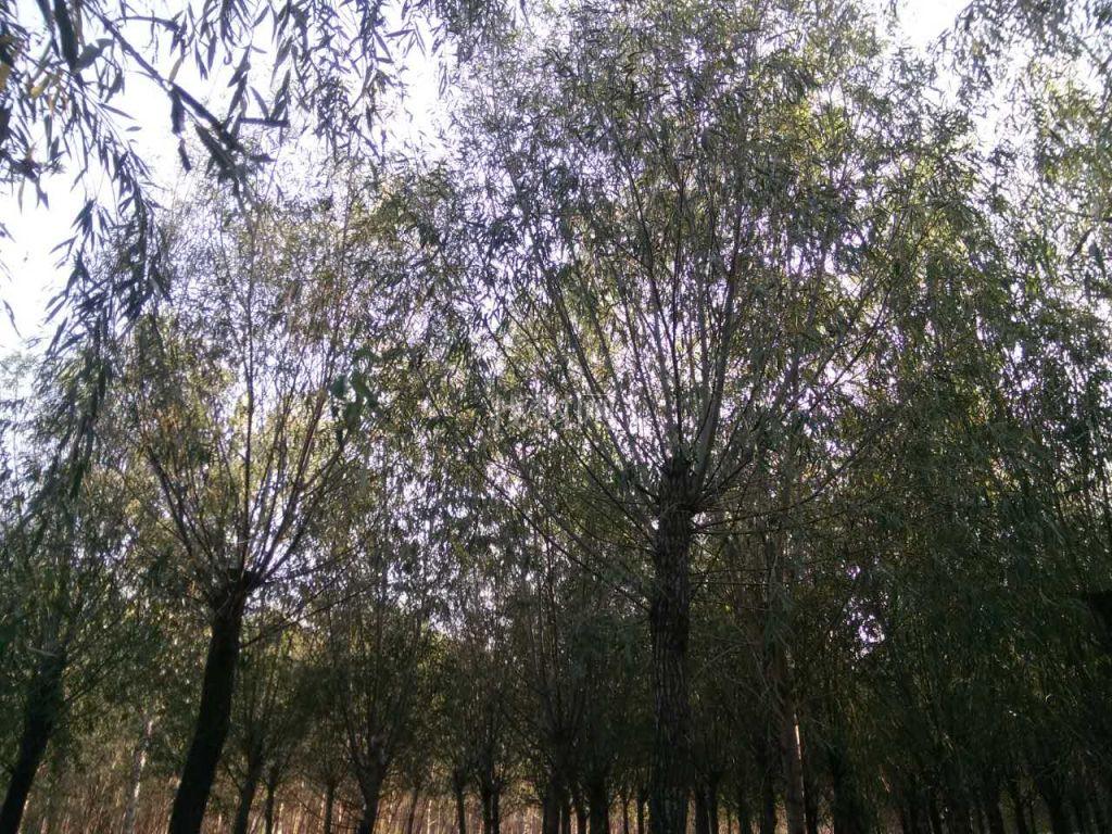 绦柳