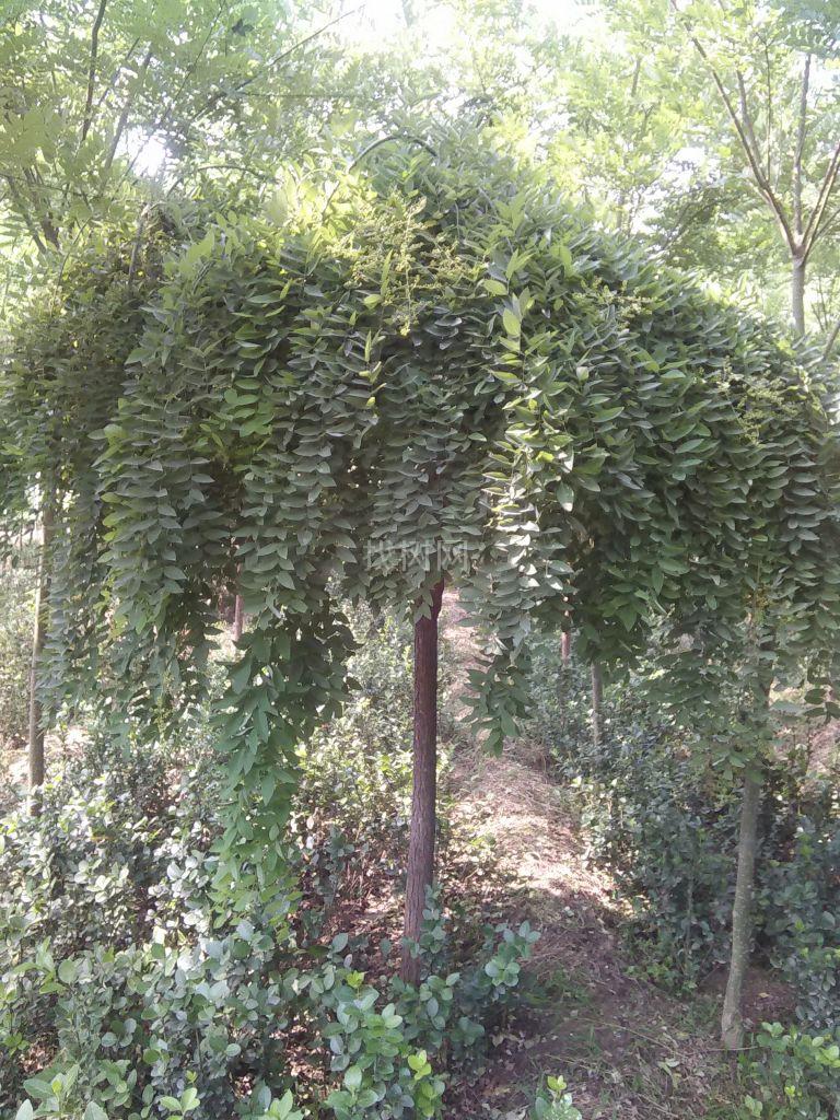 龙爪槐