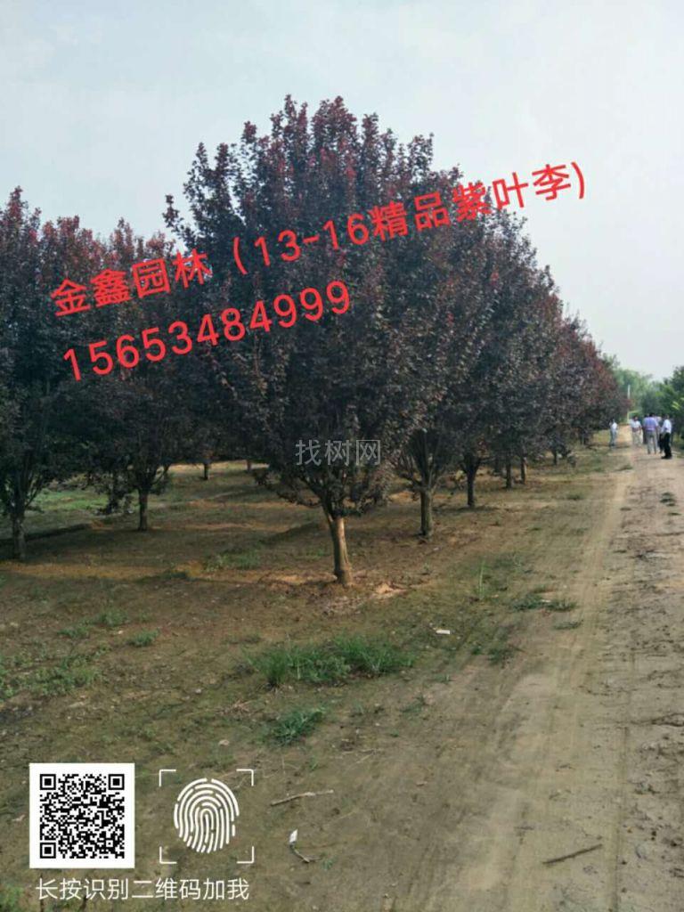 红叶李