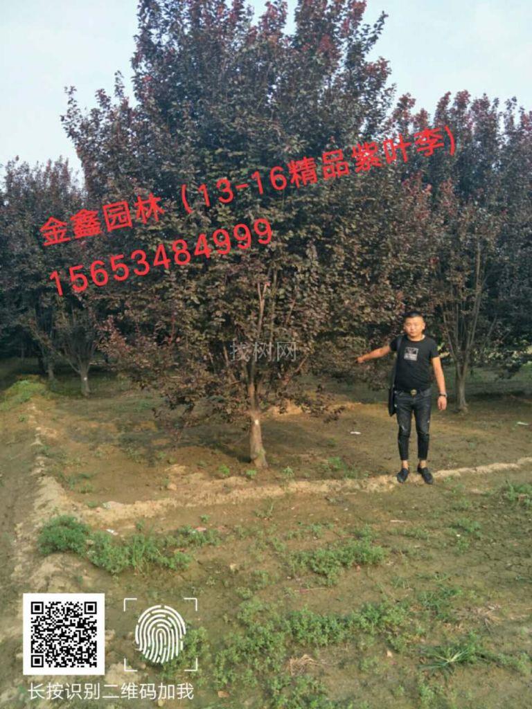 红叶李