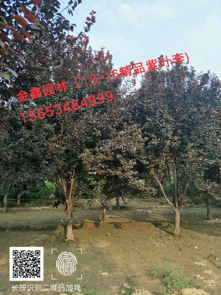 红叶李