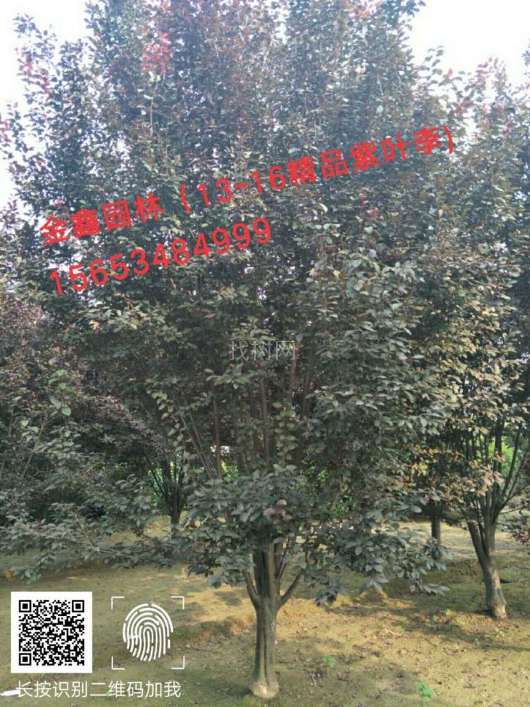 红叶李