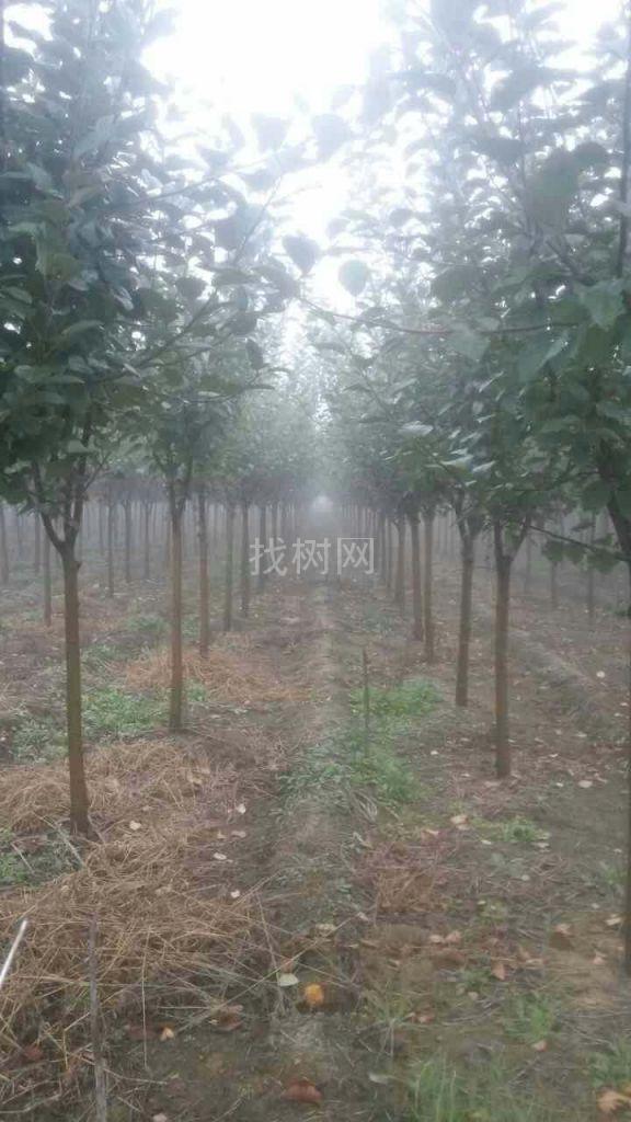 北美海棠