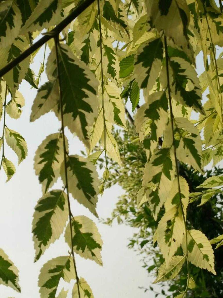 花叶榆