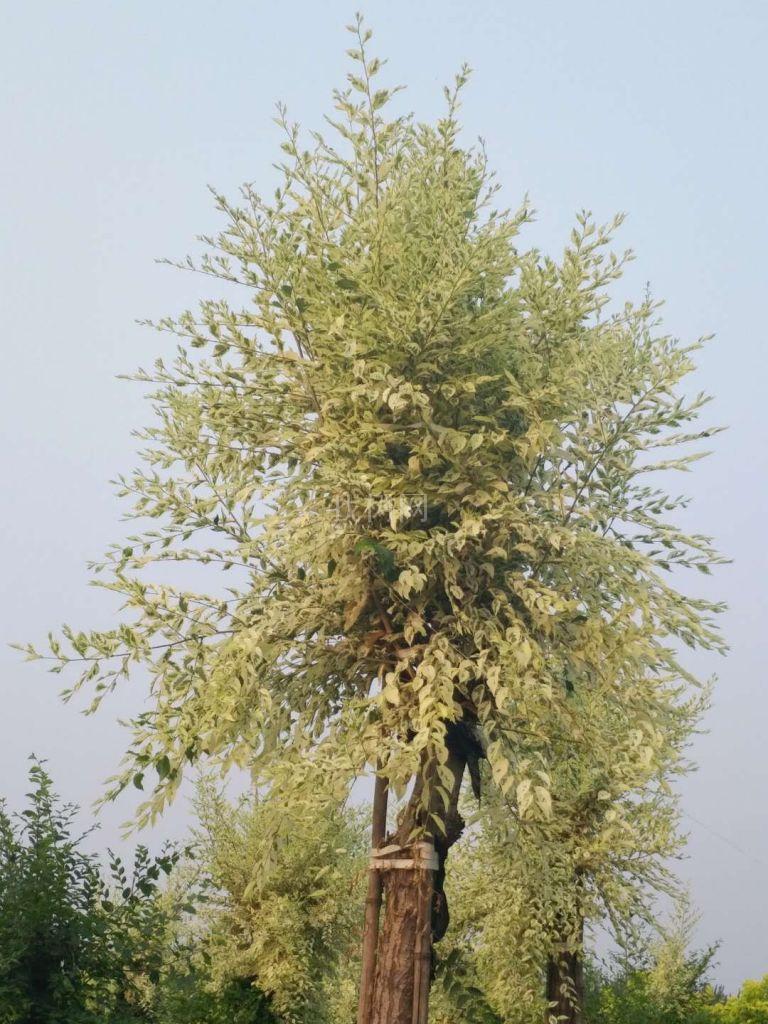 花叶榆
