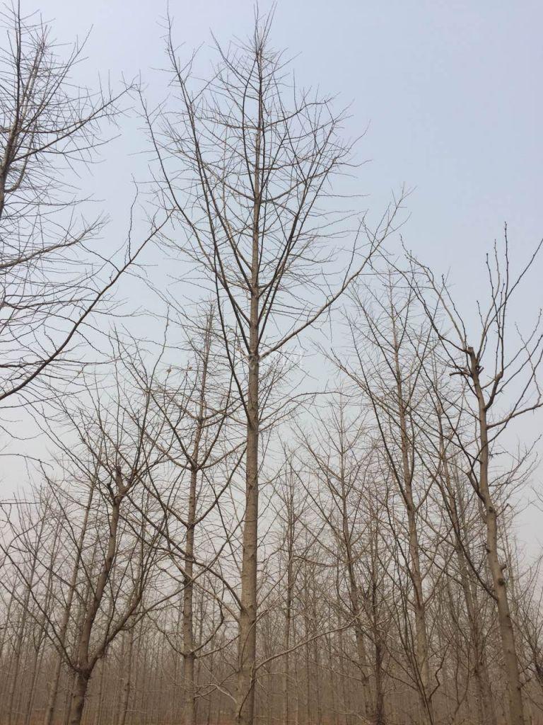 银杏树