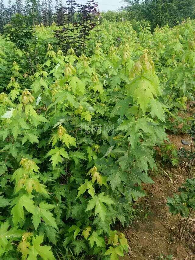 美国红枫秋火焰