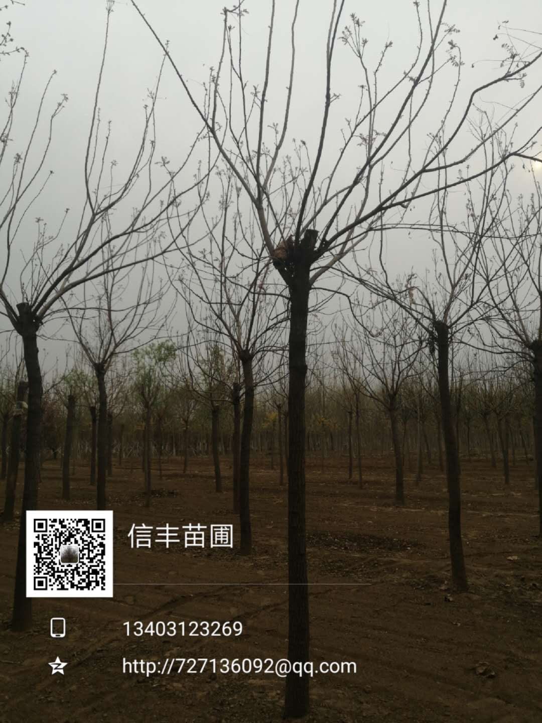 栾树