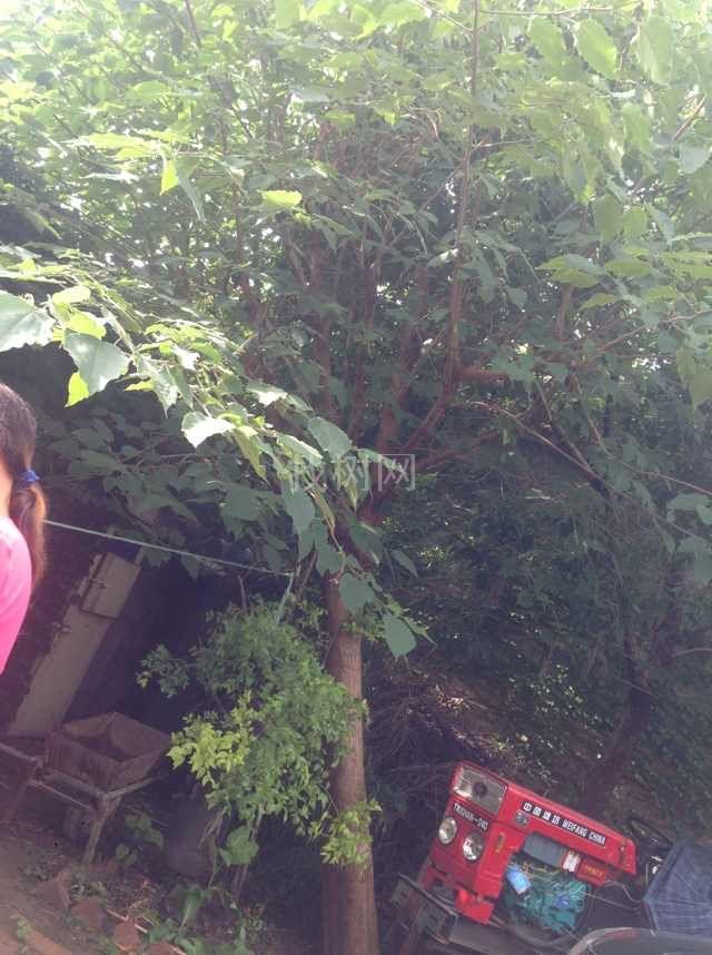 枸树
