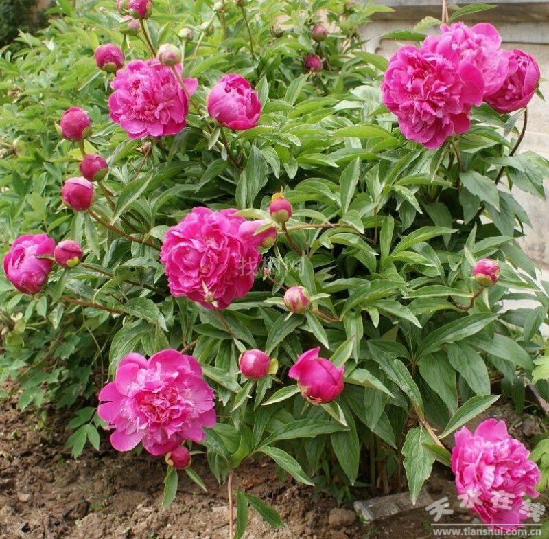 芍药