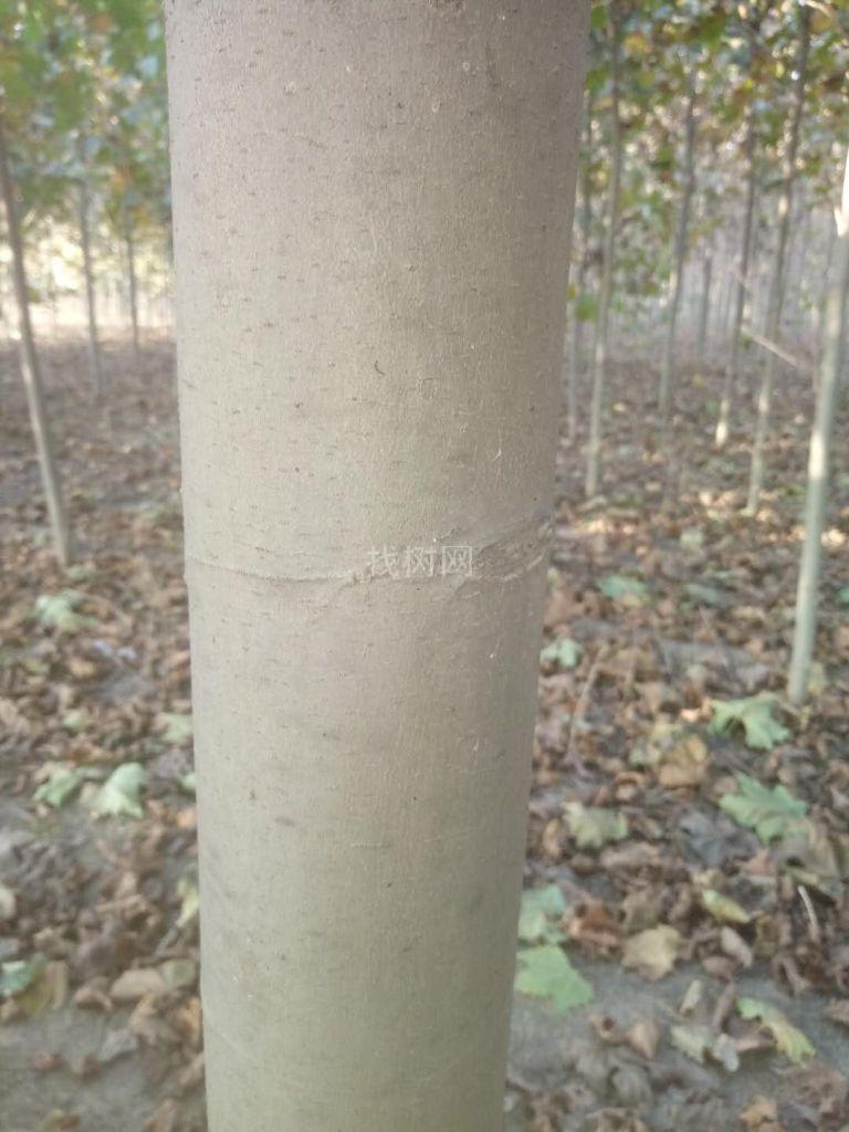 法桐