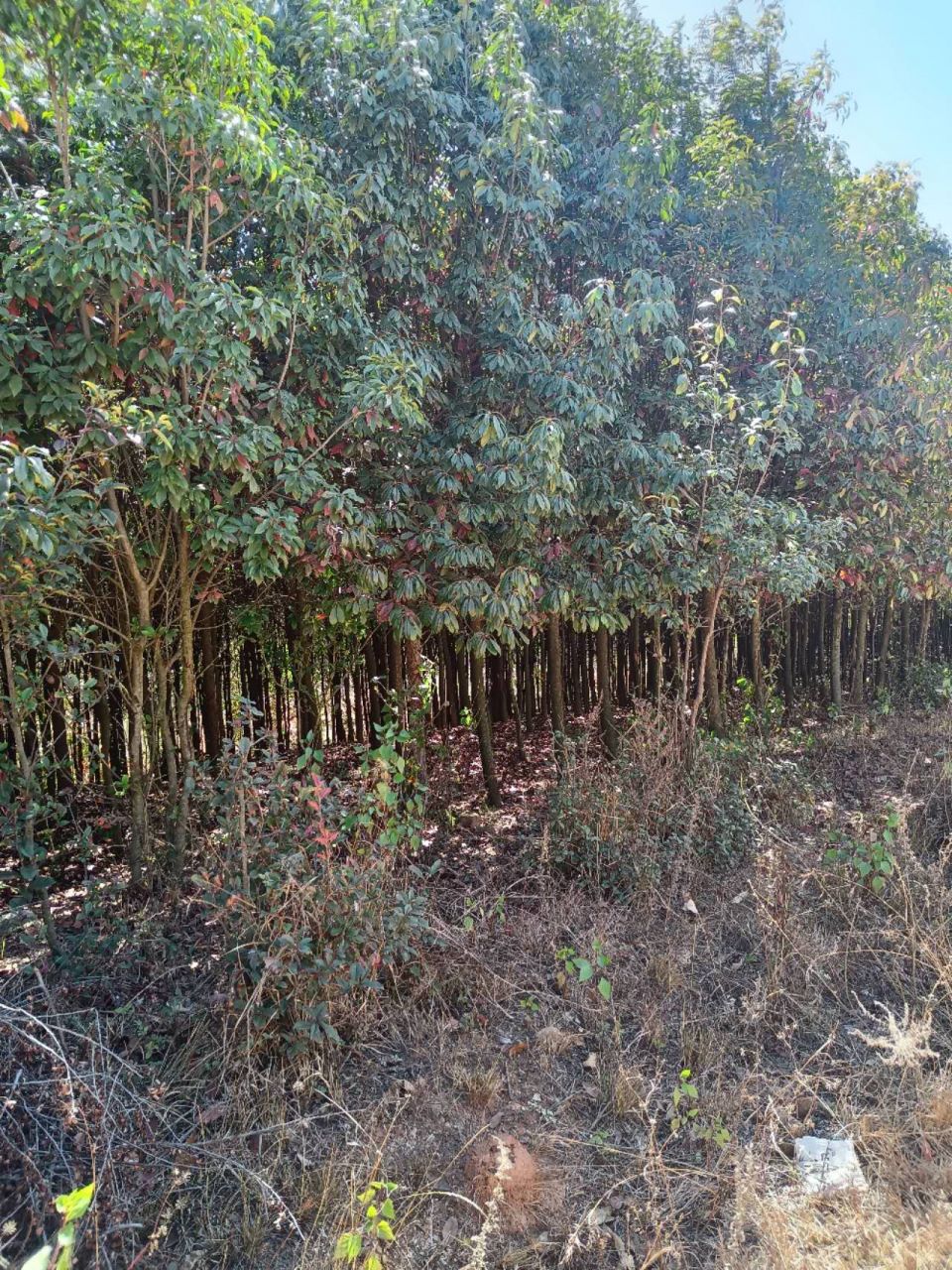 球花石楠
