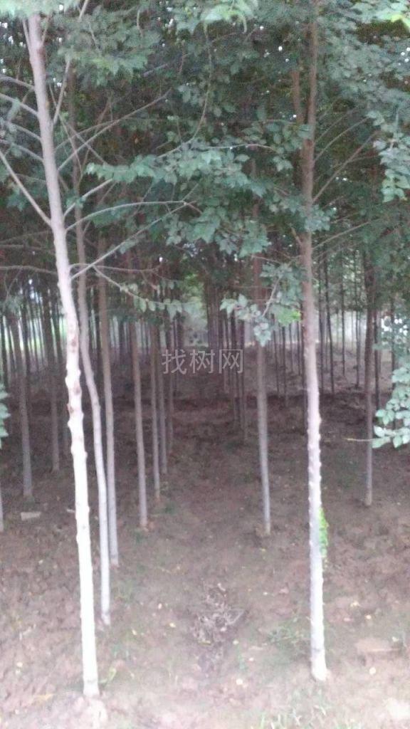 榆树