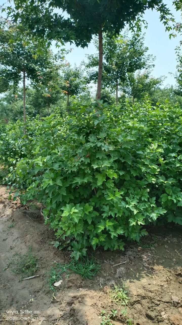 天目琼花