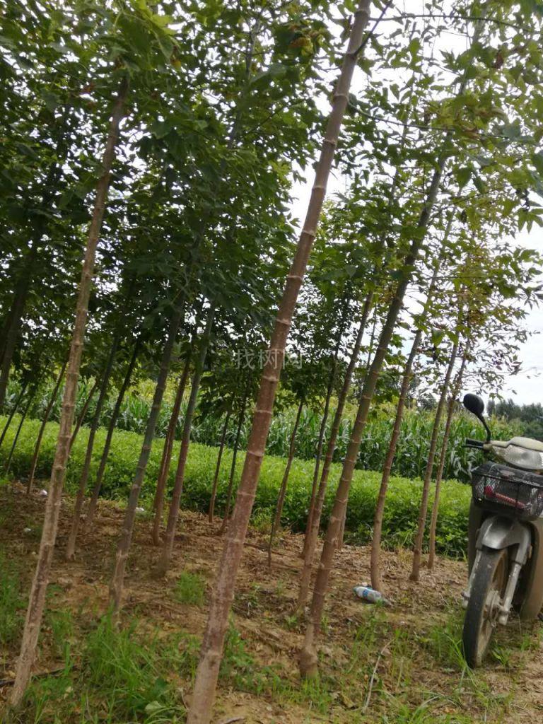 清地树:糖械原冠树