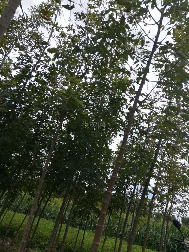 清地树:糖械原冠树