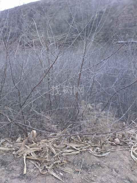 山桃