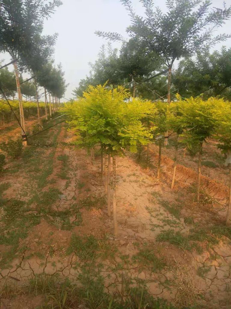 美植袋容器矮接金叶槐
