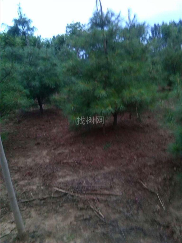 华山松
