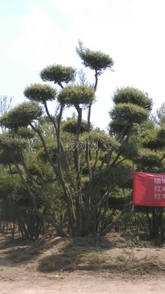 小叶女贞造型
