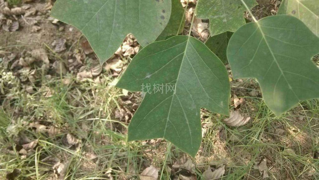 杂交马褂木