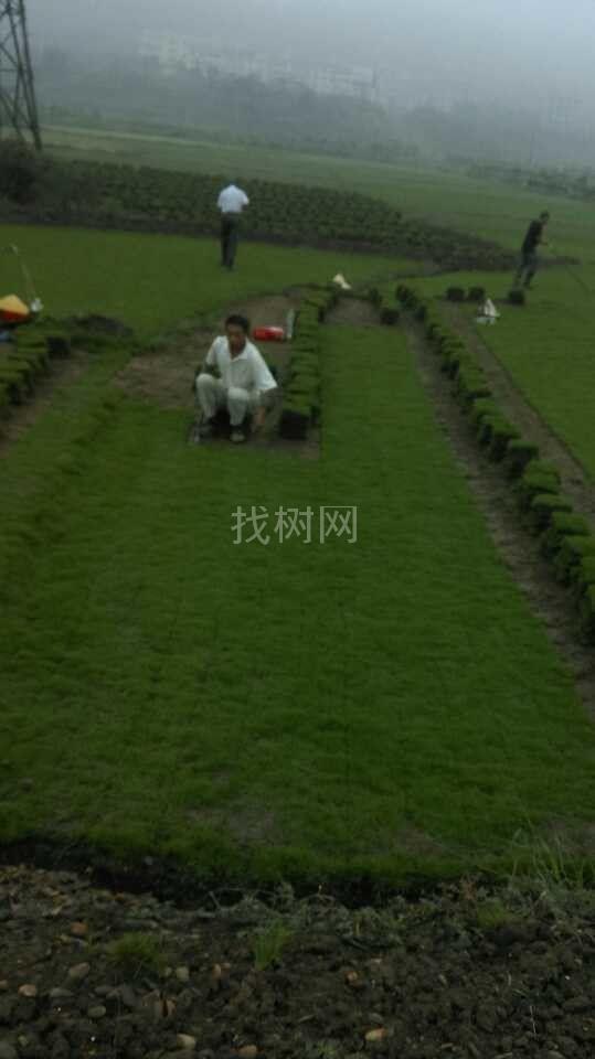 草皮