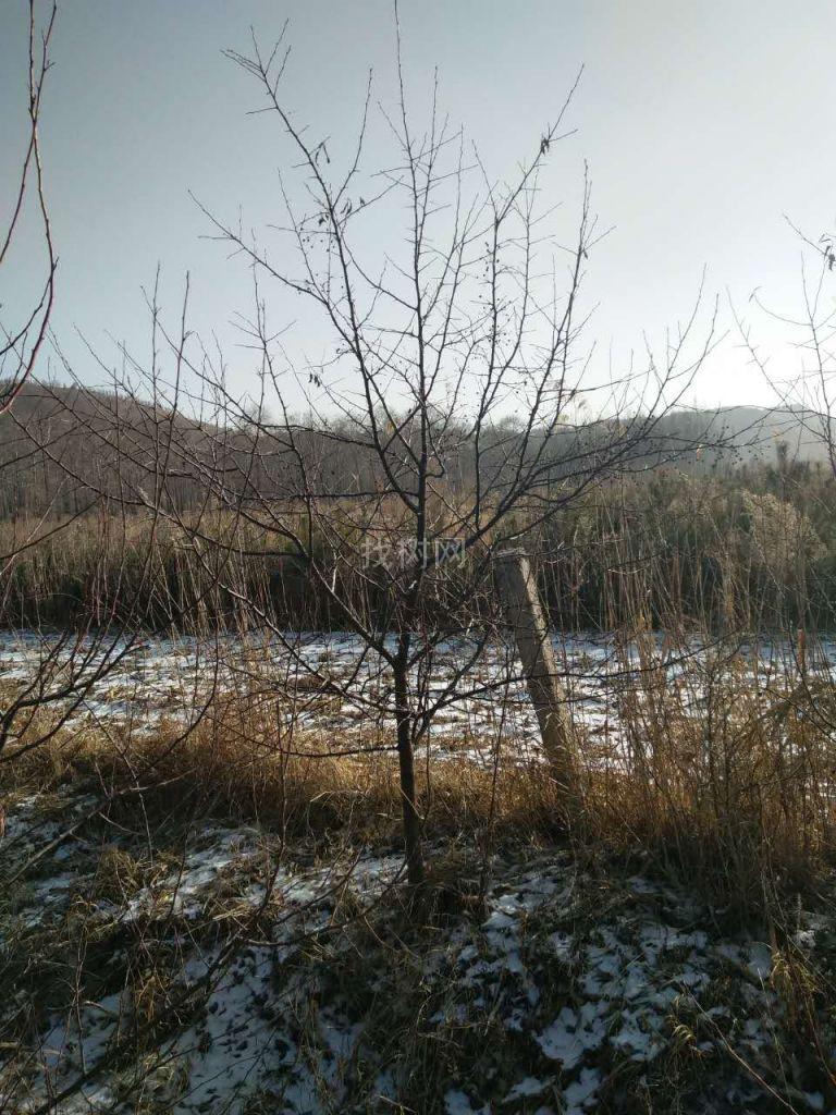 山丁子