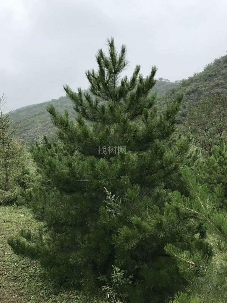 4米油松