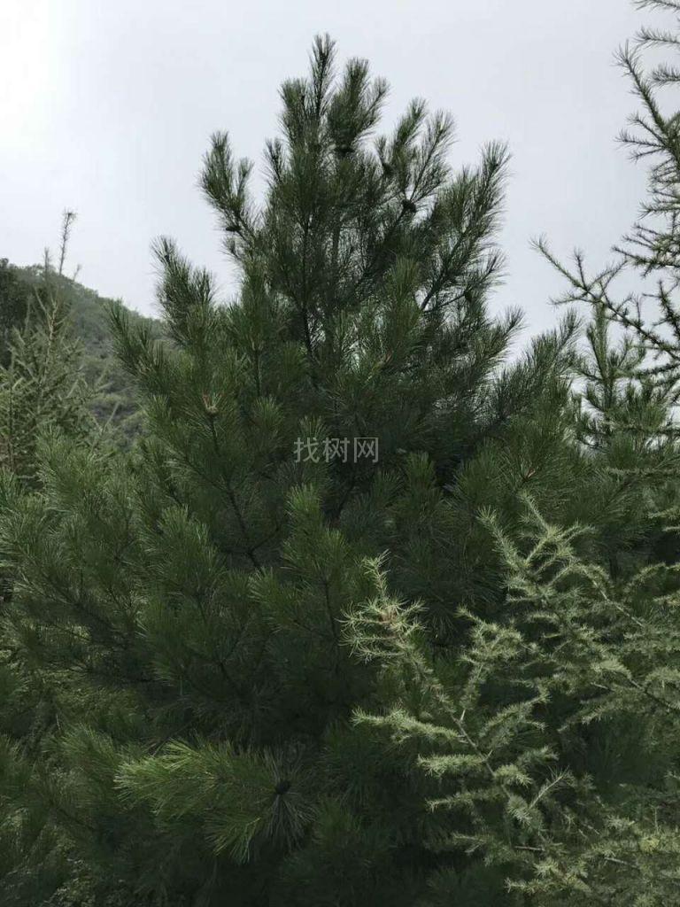 4米油松