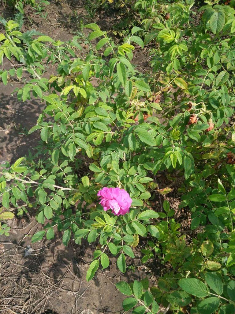 丛生四季玫瑰