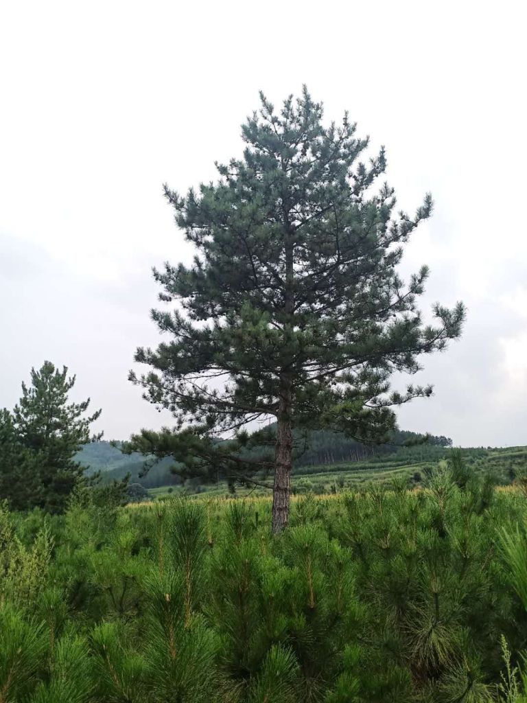 油松