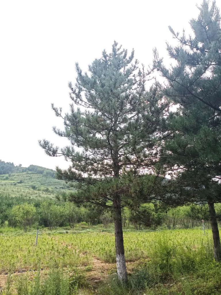 油松