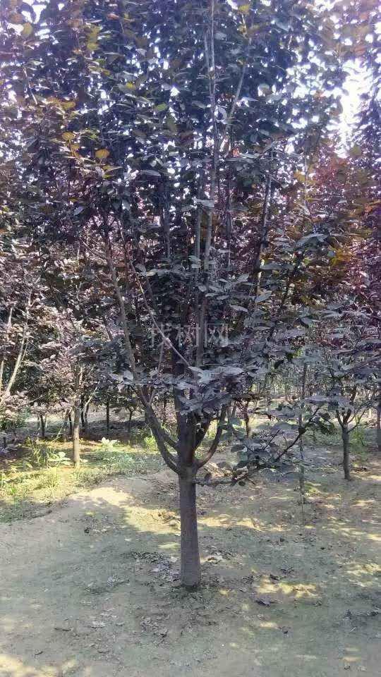 紫叶李