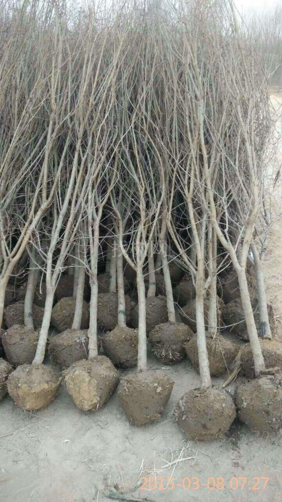 石榴