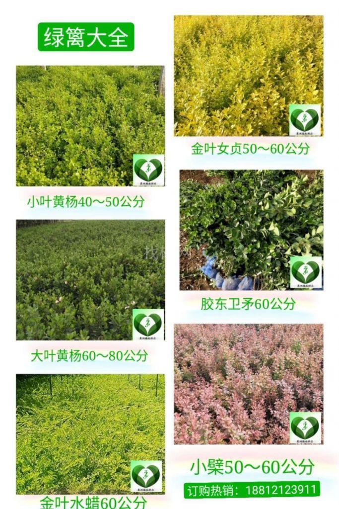 大叶黄杨