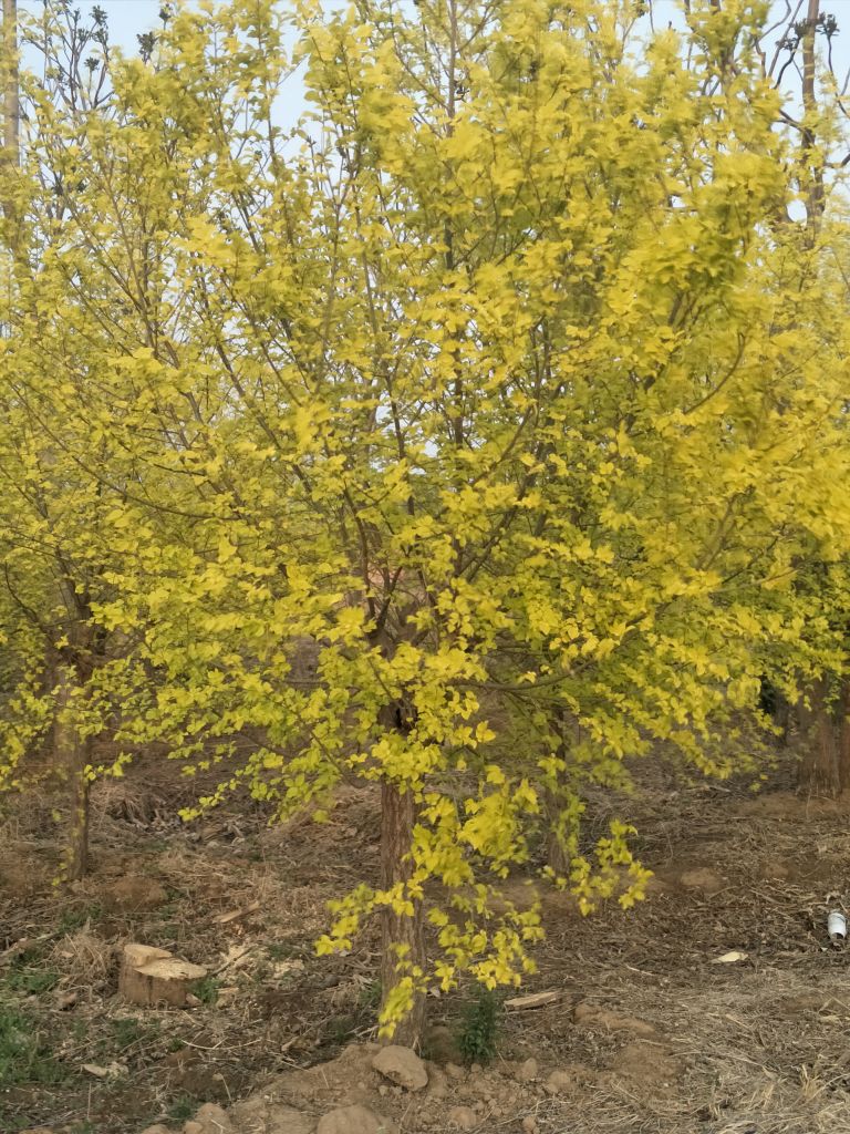 矮接金叶榆