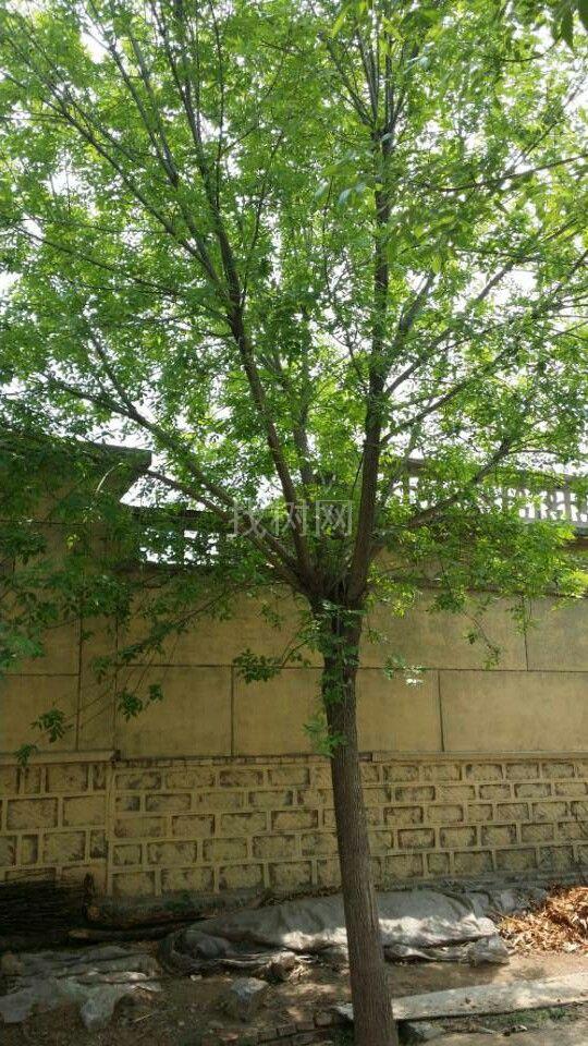 大白蜡