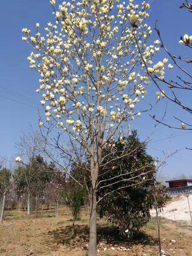 玉兰