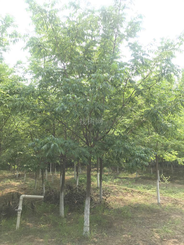 黄菠萝
