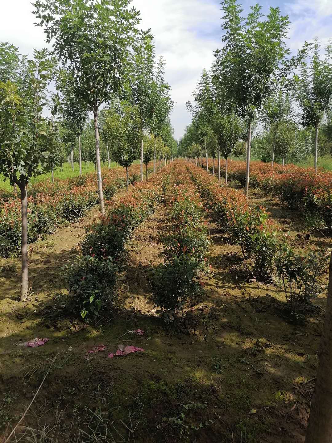 红叶石楠
