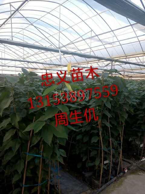 樱桃苗