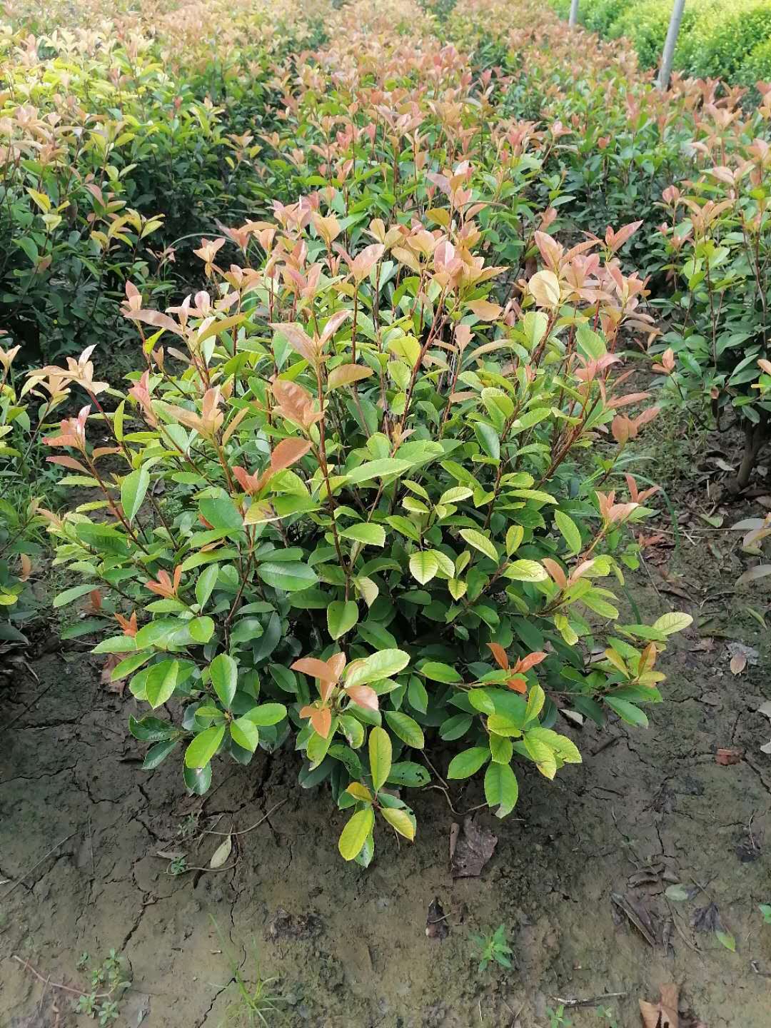 红叶石楠