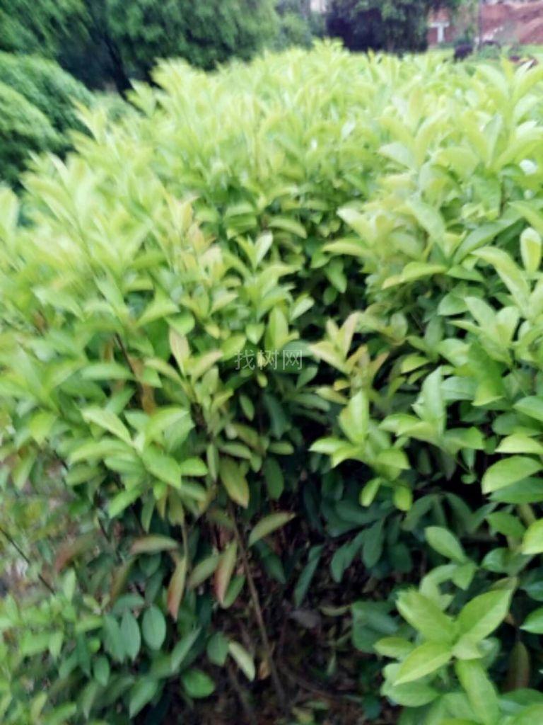 冬青