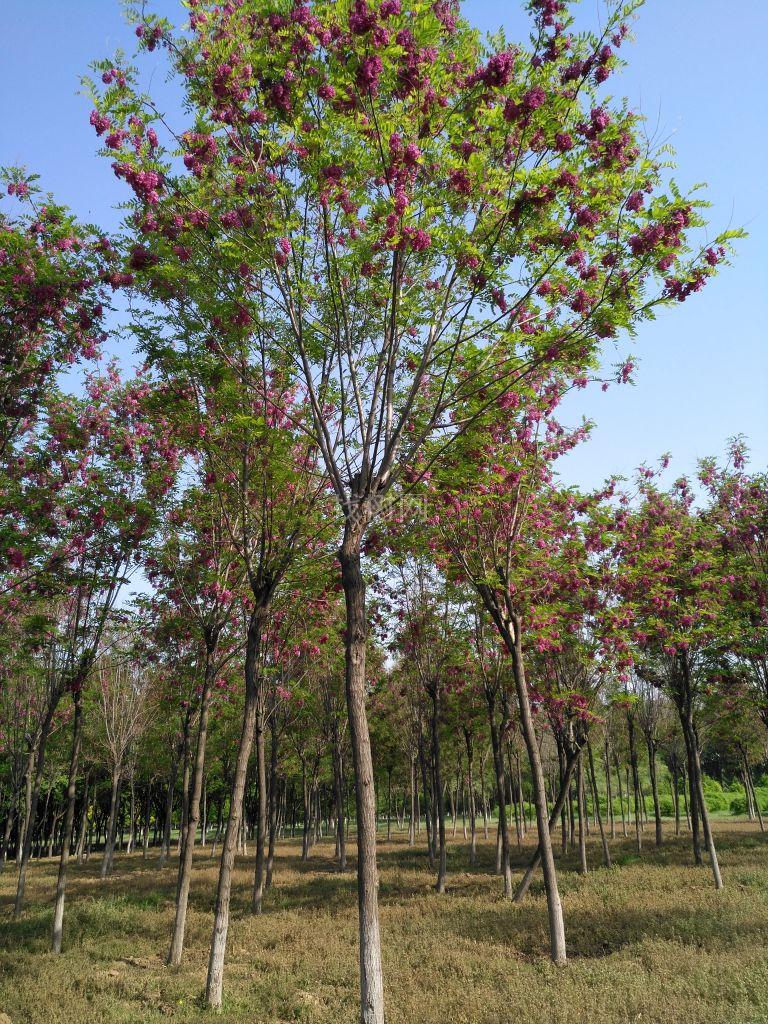 香花槐