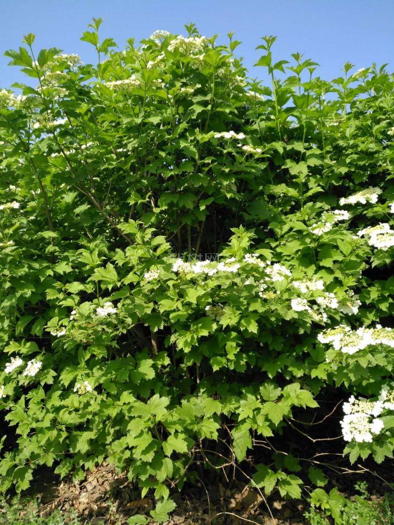 天目琼花