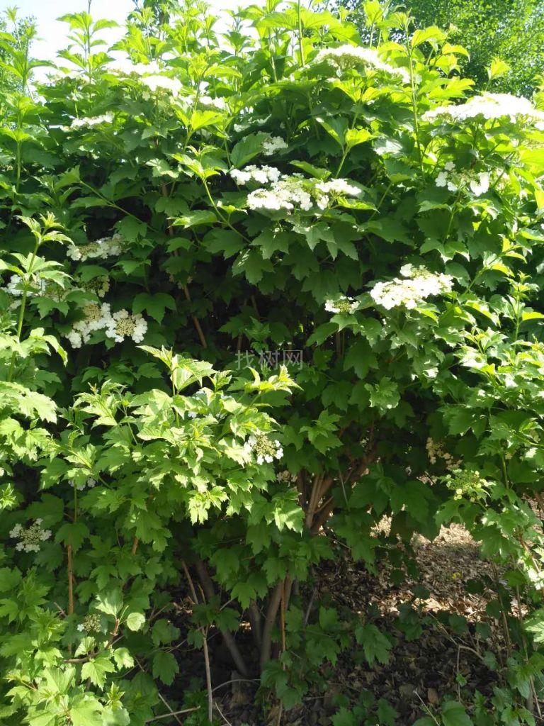 天目琼花