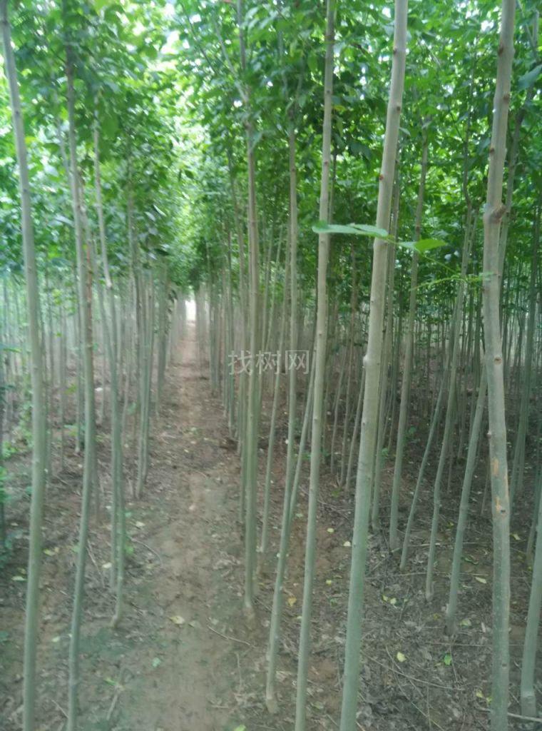 速生白蜡