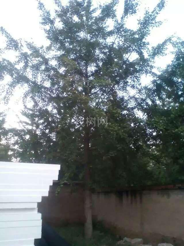 银杏树