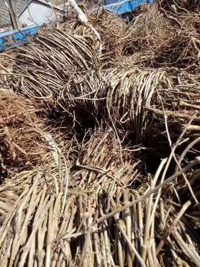 爬山虎