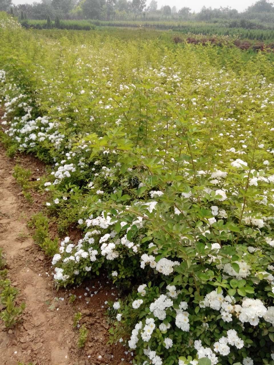 白花蔷薇